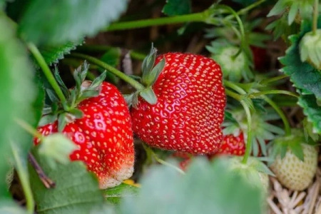 La Confrérie de la Fraise de Carpentras :  entre tradition et innovation